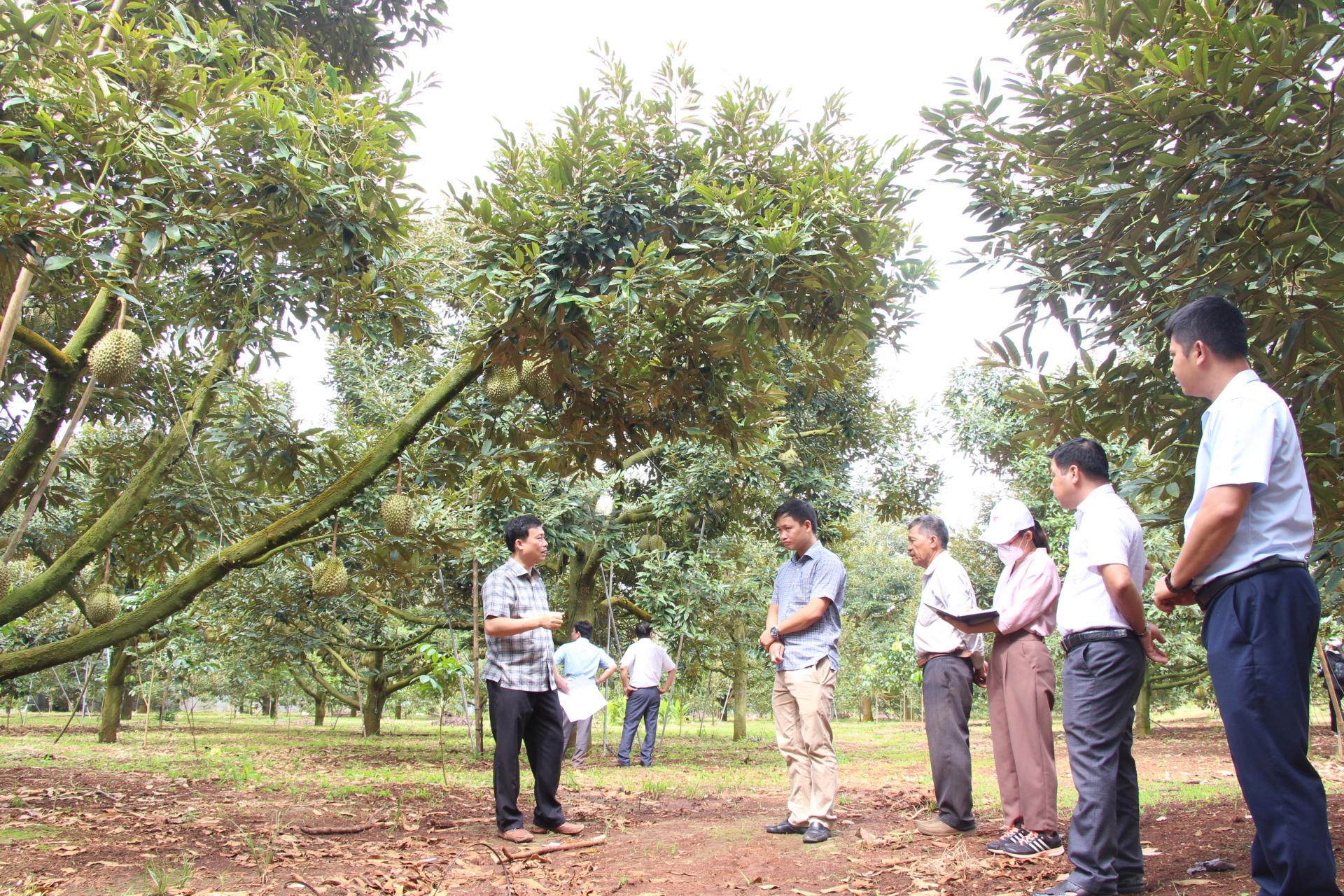 Khảo sát địa điểm phục vụ trải nghiệm, thưởng thức sầu riêng trong khuôn khổ Lễ hội Sầu riêng Đắk Lắk năm 2026